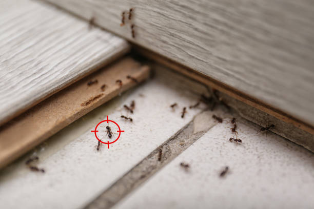 Best Pest Control for Homes  in Clayton, IN